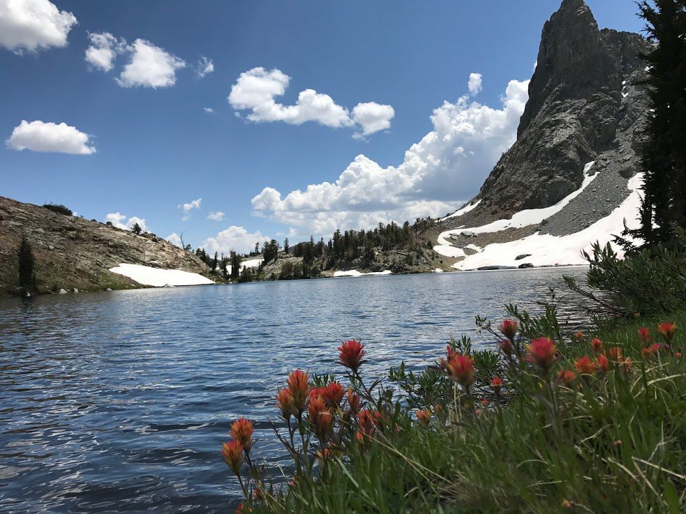 indian paintbrush on lakeshore